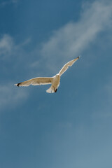 Birds flying on the beach