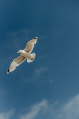 Birds flying on the beach