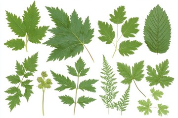 Strawberry with a green leaf set against a white background