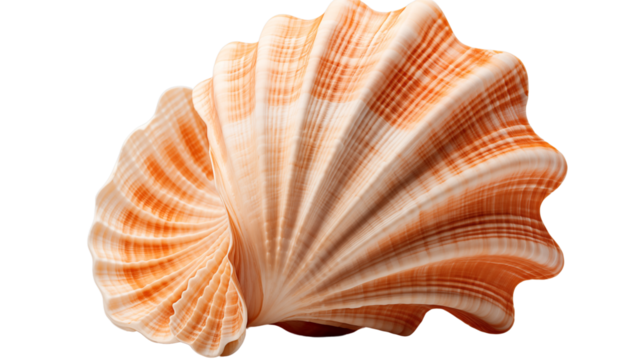 Unique seashell with natural patterns, a beautiful addition to oceanic or maritime themes, studio view, isolated on transparent background.