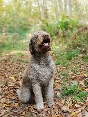 Dog in autumn forest