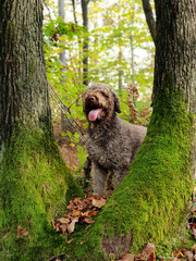 Lagotto romagnolo in the woods 