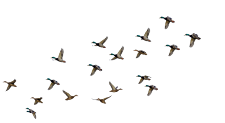 flying ducks png, group of birds png, flocks of birds isolated on transparent background