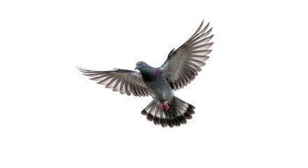 Naklejka premium Pigeon flying isolated on white background, png