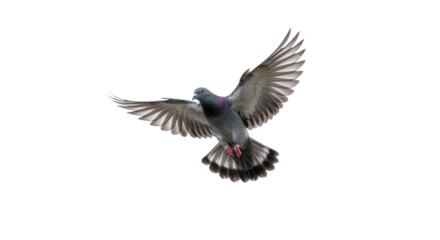 Pigeon flying isolated on white background, png