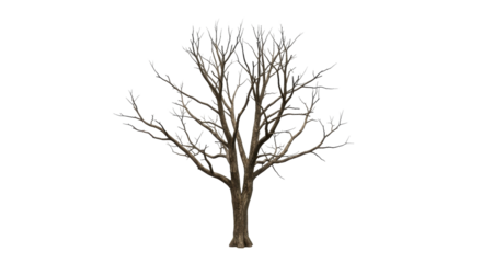dead spooky tree on transparent background, PNG, white background, withered tree, eerie tree, haunted tree, creepy tree, dead branches, twisted tree