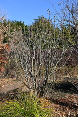 Hibiscus syriacus (Rose of Sharon) seeds. Malvaceae deciduous shrub. Capsule is densely hairy and splits into five parts from which the seeds emerge.