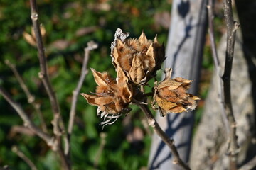 Hibiscus syriacus (Rose of Sharon) seeds. Malvaceae deciduous shrub. Capsule is densely hairy and splits into five parts from which the seeds emerge.