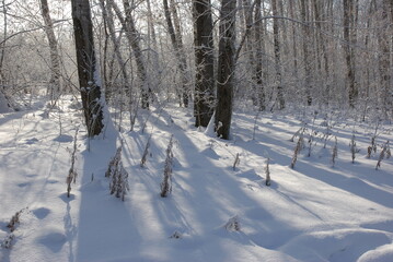 Magnificent snow-covered forest bright rays of light illuminate tree trunks and snow.