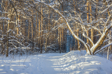 Beautiful snow-covered forest at Christmas bright rays of the evening sun illuminate the crowns and...