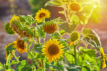 Blooming sunflowers under warm sunlight, highlighting their golden petals and vibrant green leaves, perfect for summer themes