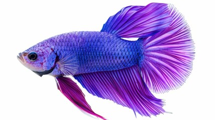 Fototapeta premium A stunning purple betta fish showcases vibrant hues, gracefully swimming against a white backdrop.