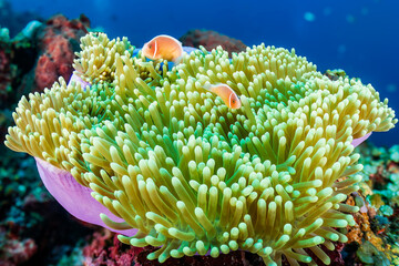 Pink Skunk Clownfish (Amphiprion perideraion) in their host anemone on a tropical coral reef