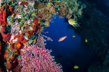 Tropical fish and coral on an old, second world war shipwreck