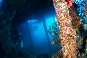 Tropical fish and coral on an old, second world war shipwreck