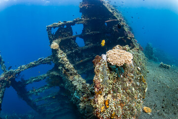 Tropical fish around a huge, old underwater shipwreck in a clear, blue water (USAT Liberty, Bali)
