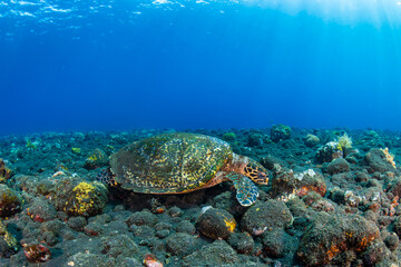 Naklejka premium Hawksbill Turtle (Eretmochelys imbricata) underwater on a tropical coral reef with sunlight filtering behind