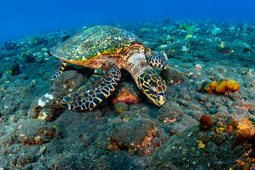 Obraz premium Hawksbill Sea Turtle (Eretmochelys imbricata) on the seafloor in a warm, tropical ocean in Asia