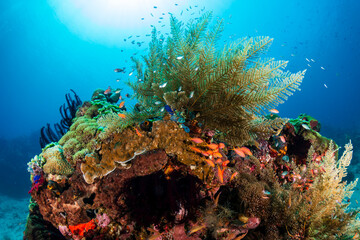 Colorful tropical fish on a healthy tropical coral reef system in Indonesia