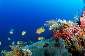Colorful tropical fish on a healthy tropical coral reef system in Indonesia