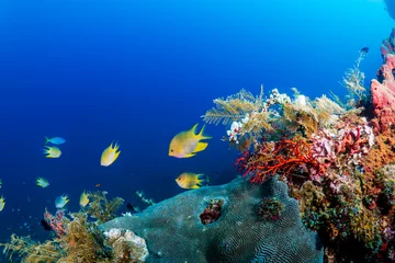 Fototapete Rund Colorful tropical fish on a healthy tropical coral reef system in Indonesia © whitcomberd
