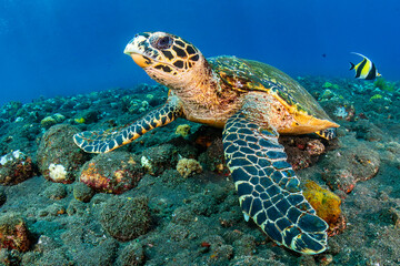 Obraz premium Hawksbill Turtle (Eretmochelys imbricata) underwater on a tropical coral reef with black volcanic sand (Tulamben, Bali, Indonesia)