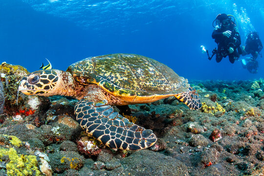 Underwater photographer with a large camera next to a Hawksbill Turtle on a tropical coral reef