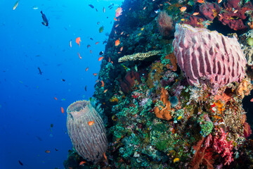 Huge Barrel Sponges (Xestospongia sp.) on a warm, tropical coral reef in Asia