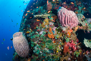 Hundreds of colorful tropical fish and sponges (Xestospongia sp.) on a warm, tropical coral reef in South East Asia