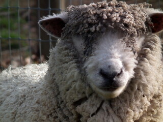 Virginia Sheep