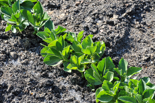 Plan serr&eacute; sur un rang de f&eacute;verole quelques semaines apr&egrave;s le semis alors que les plantes ont 6 &agrave; 10 feuilles. Vue horizontale. 