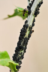 Colonie installée sur une tige de chardon (Cirsium arvense). Photo portrait/verticale.