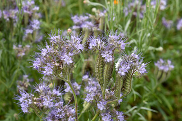 Obraz premium Détail des fleurs en crosse dans une culture de plein champ. Detail of flowers in a field crop.