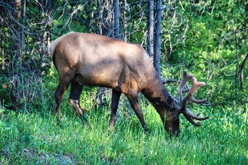 Bull Elk with Velvet Antlers in Summer, Grand Teton National Park in Wyoming.