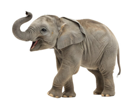 รูปภาพPachyderms – เลือกดูภาพถ่ายสต็อก เวกเตอร์ และวิดีโอ152,055 ...