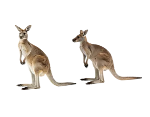 Gordijnen kangaroo © Muhammad