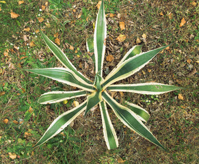 Agave Variegata, plant in wild