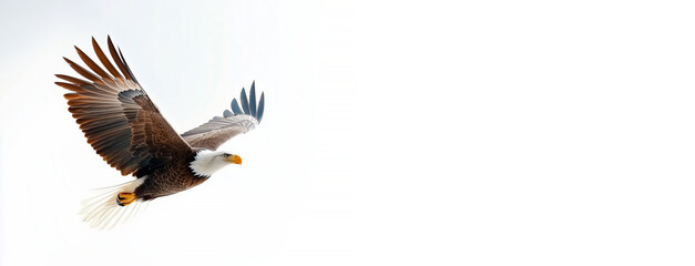 Obraz premium Majestic bald eagle in flight against clear white background