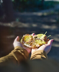 A serene image of hands offering a collection of yellow and brown autumn leaves. 