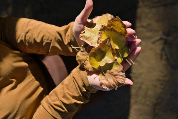 Close-up image of hands gently holding a mix of golden and brown autumn leaves. The sunlight creates a warm glow on the leaves and hands, emphasizing the textures and seasonal tones.