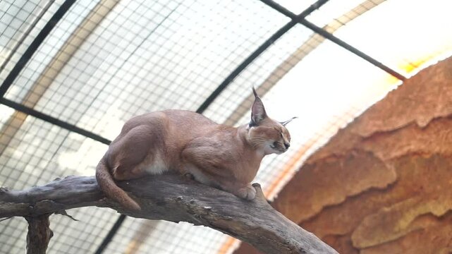 4K recording
Karakal (Caracal caracal), a medium-sized cat distributed in West Asia, South Asia and Africa. The word karakal comes from the Turkish "karakulak" which means "black ear".