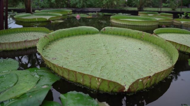 Exotic aquatic plants and landscaping. Closeup view of giant amazon waterlilies, Victoria cruziana, with large green floating leaves and flower buds growing in the garden pond at sunset