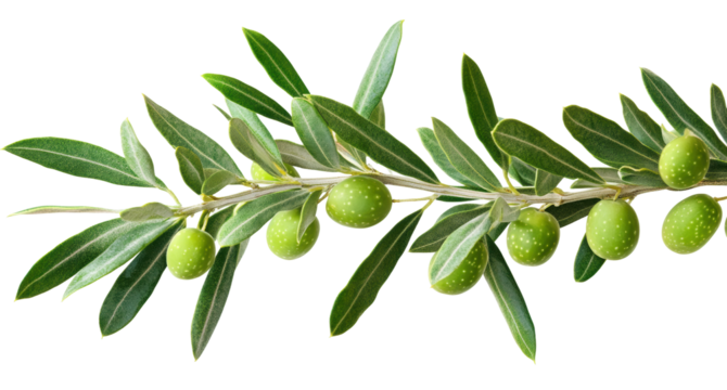 Realistic olive branch with green and grey tones, botanical art design, natural foliage element, Mediterranean concept isolated on transparent background