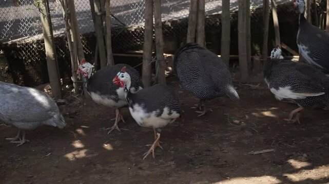 A group of Guinea Fowl or Numididae
at Solo Zoo Safari Park, close view