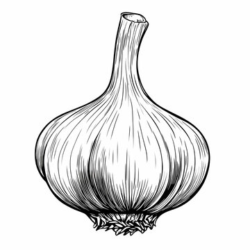 Garlic Black and white engraved ink art. Isolated garlic illustration on white background.
