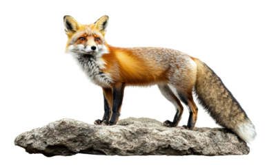 Red fox lying gracefully on a large rock, detailed fur, bushy tail, calm expression, nature, wildlife, and outdoor scene isolated on transparent background