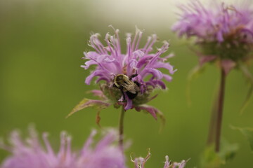 Bumblebee on bergamot flower