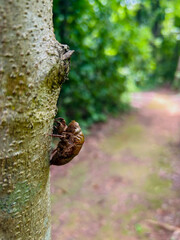 Dried beetle stuck to a tree in the forest, stuffed