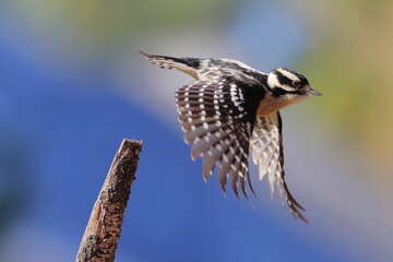Downy woodpecker inflight against blurry background. 