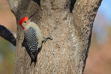 Red bellied woodpecker perched on tree trunk against a blurry sky. 